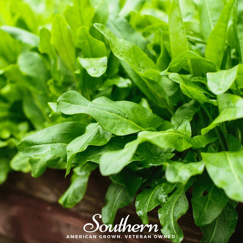 Garden Sorrel – 200 Seeds