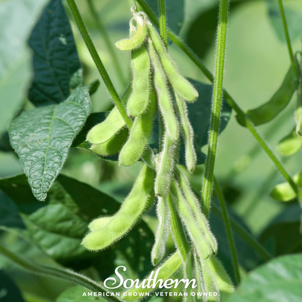 Tohya Soybean – 50 Seeds