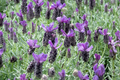 Spanish Lavender Plant