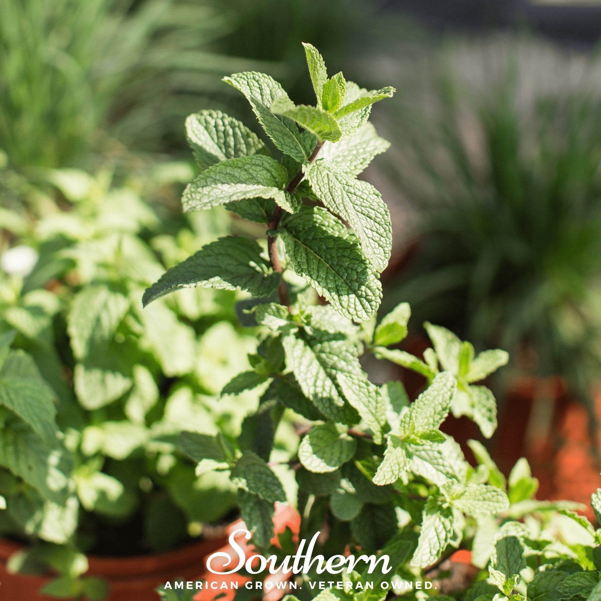 Spearmint – 200 Seeds