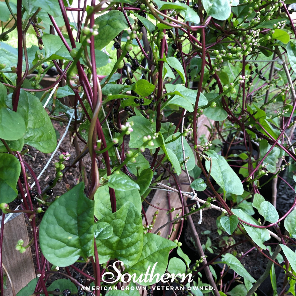 Malabar Red Spinach – 50 Seeds