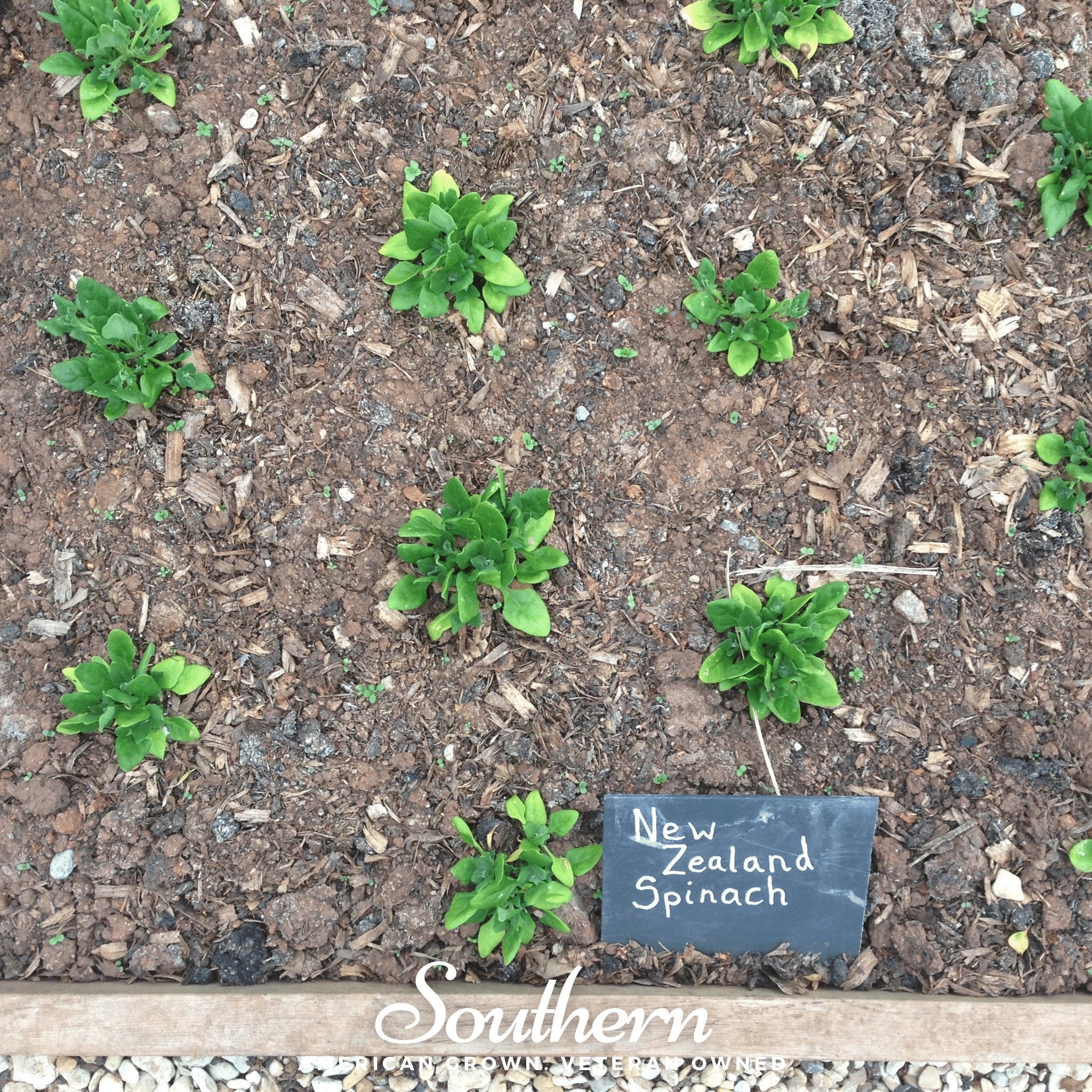 New Zealand Spinach – 30 Seeds