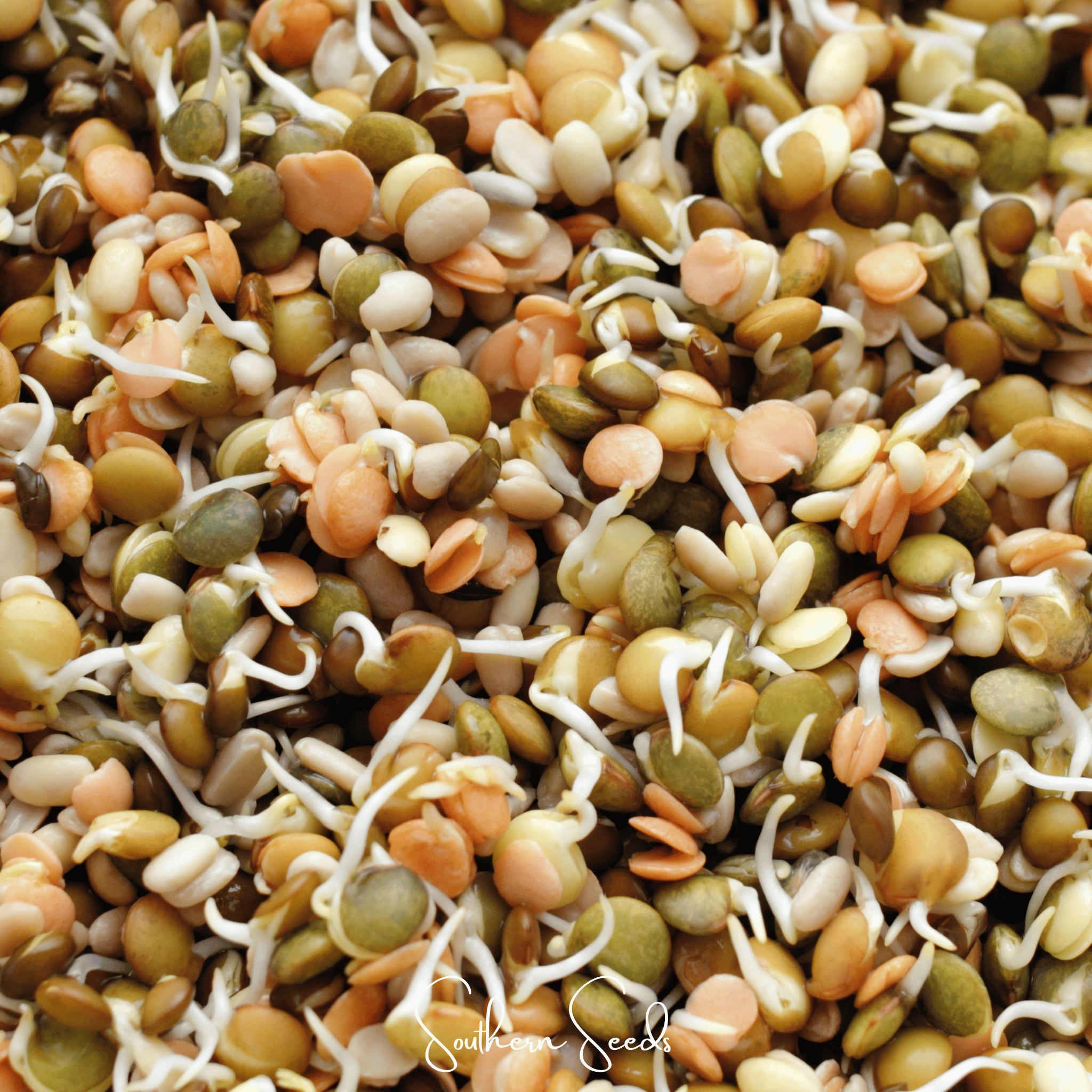 Crunchy Lentils Sprout Mix – 500 Seeds