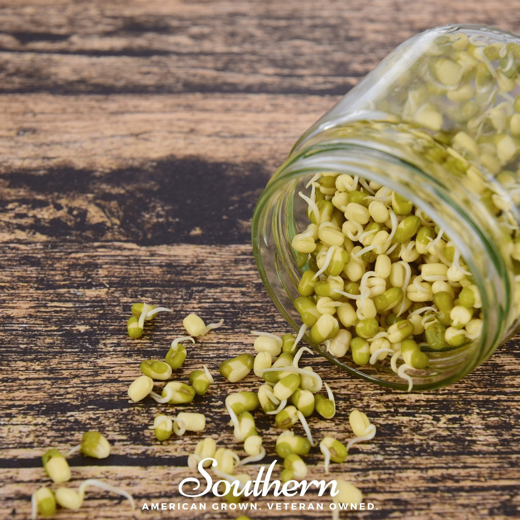 Mung Beans Sprout – 500 Seeds