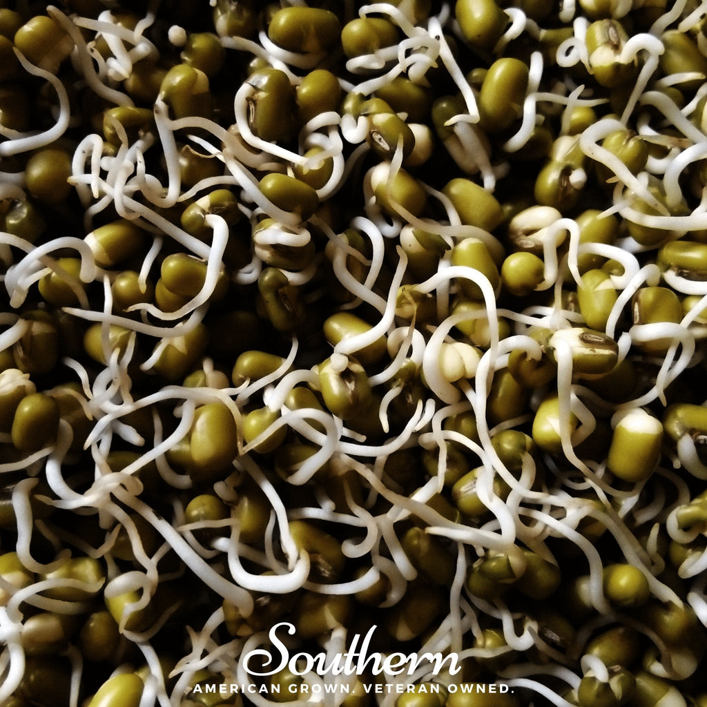 Mung Beans Sprout – 500 Seeds
