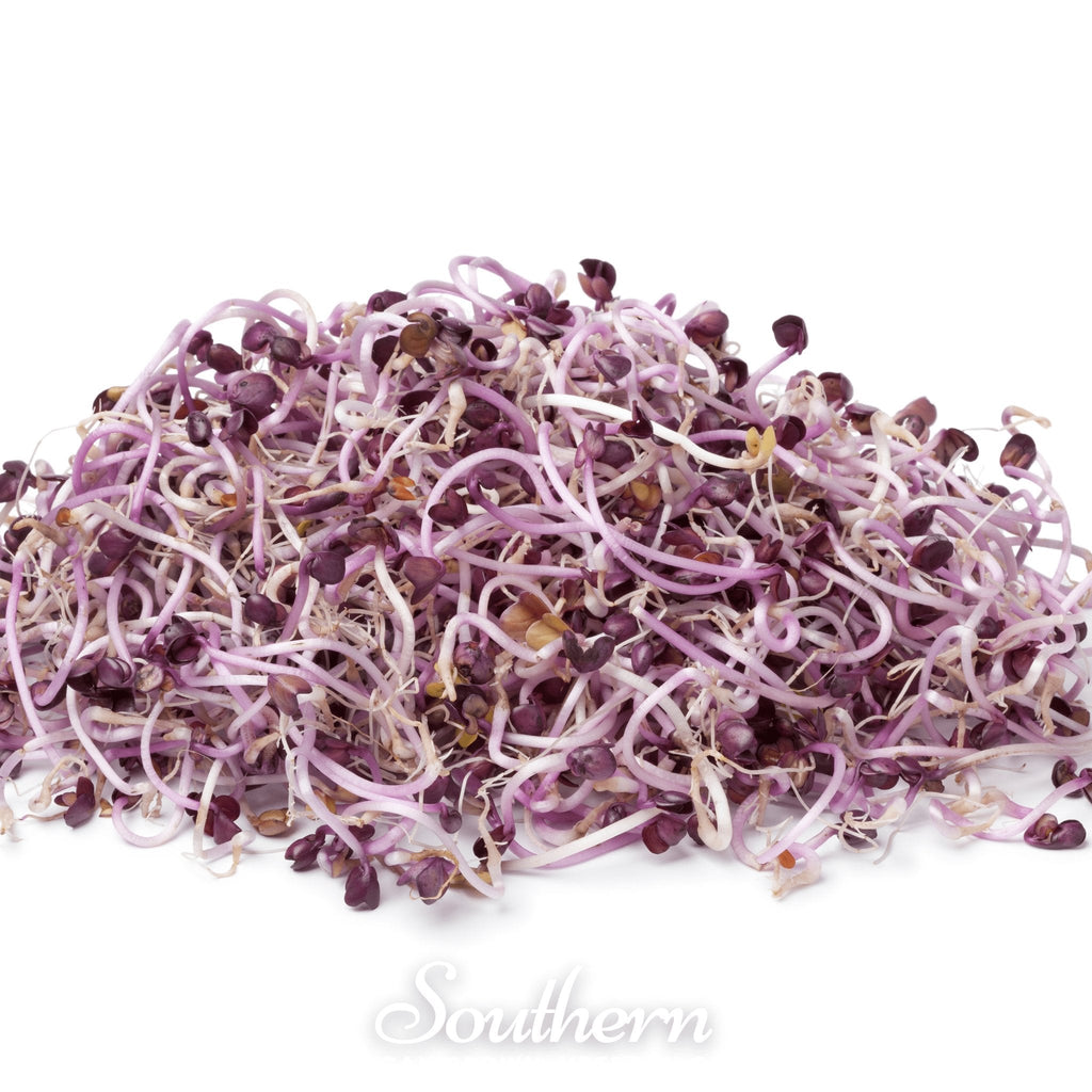 Rambo Purple Sprout – 100 Seeds