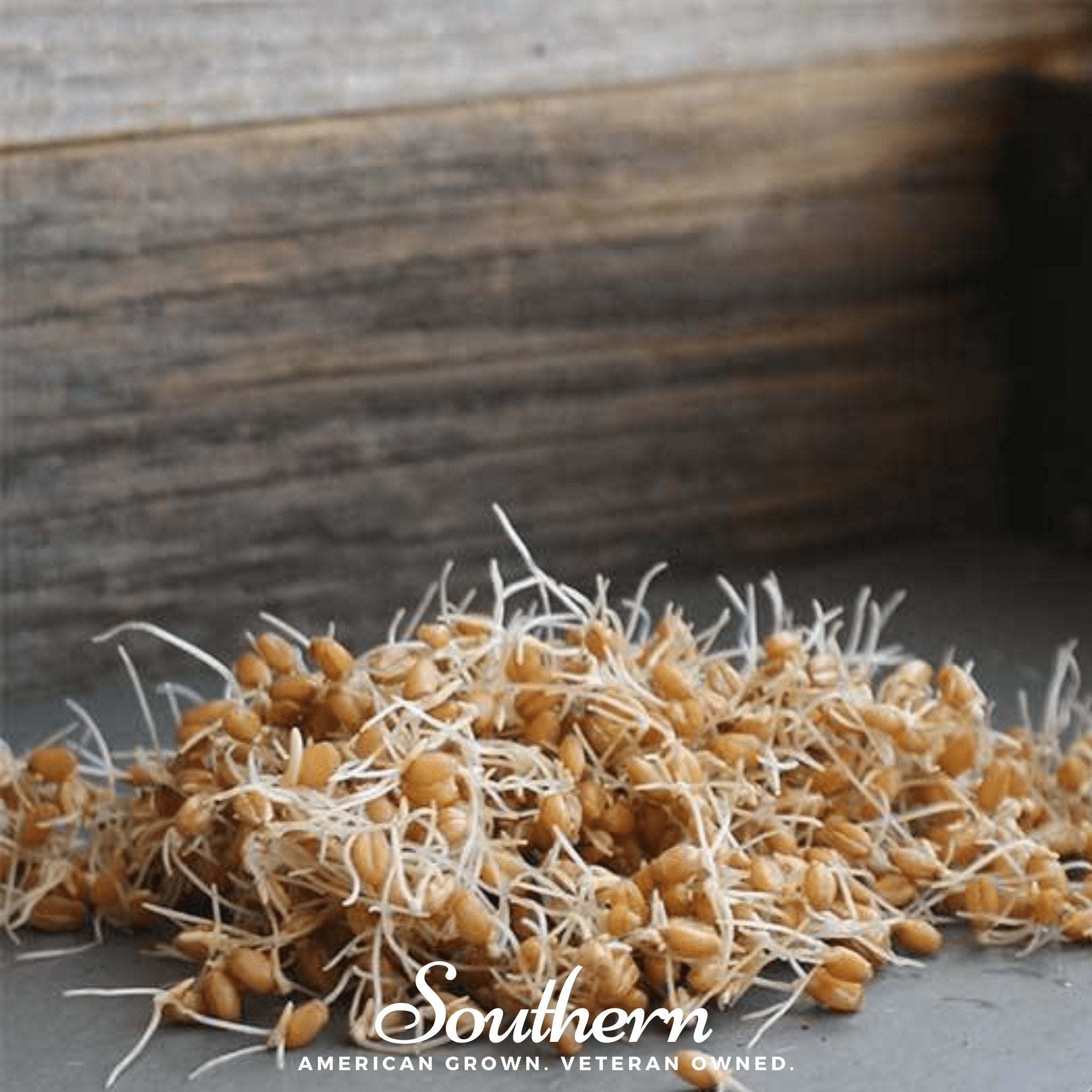 Hard Red Winter Wheat Sprout – 200 Seeds