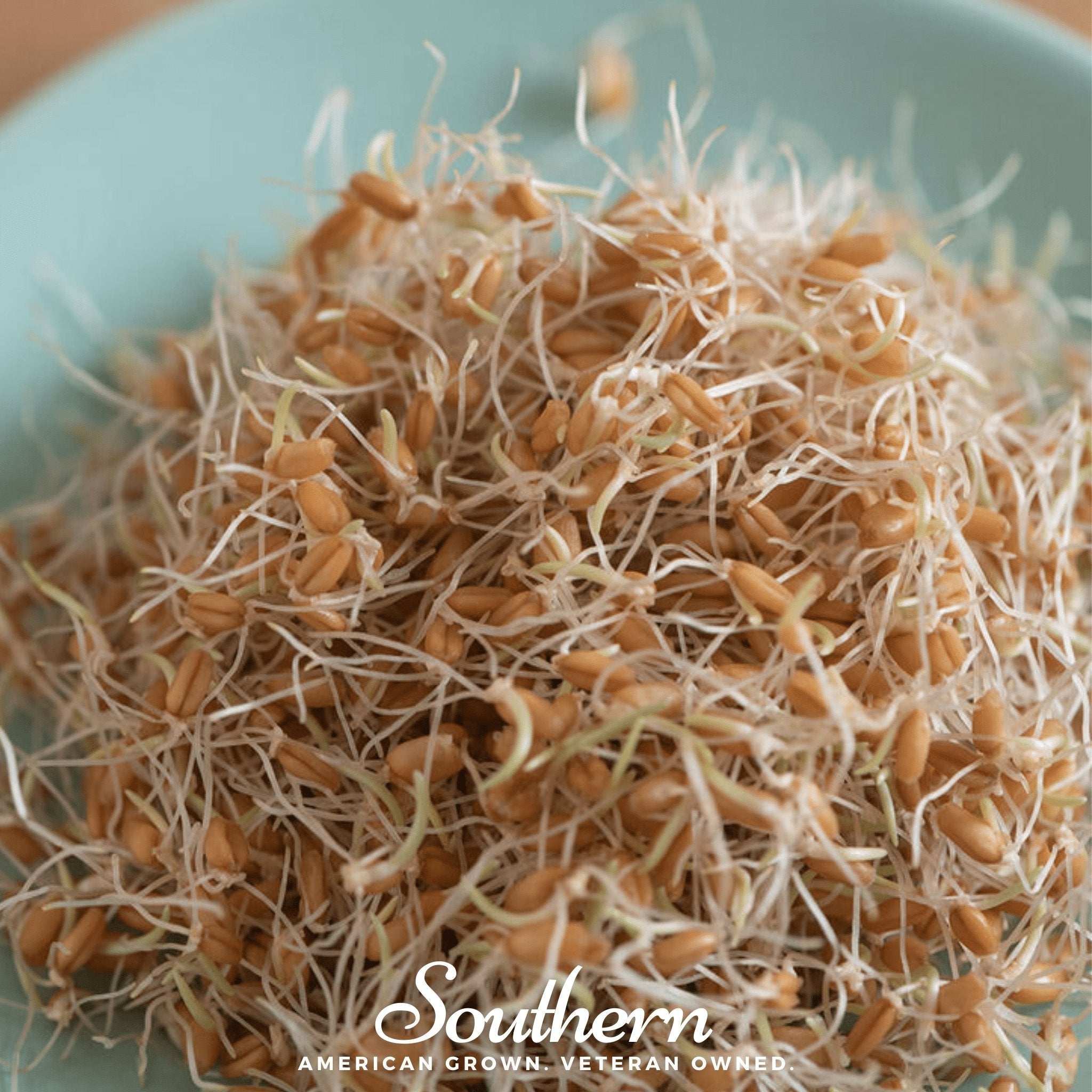 Hard Red Winter Wheat Sprout – 200 Seeds