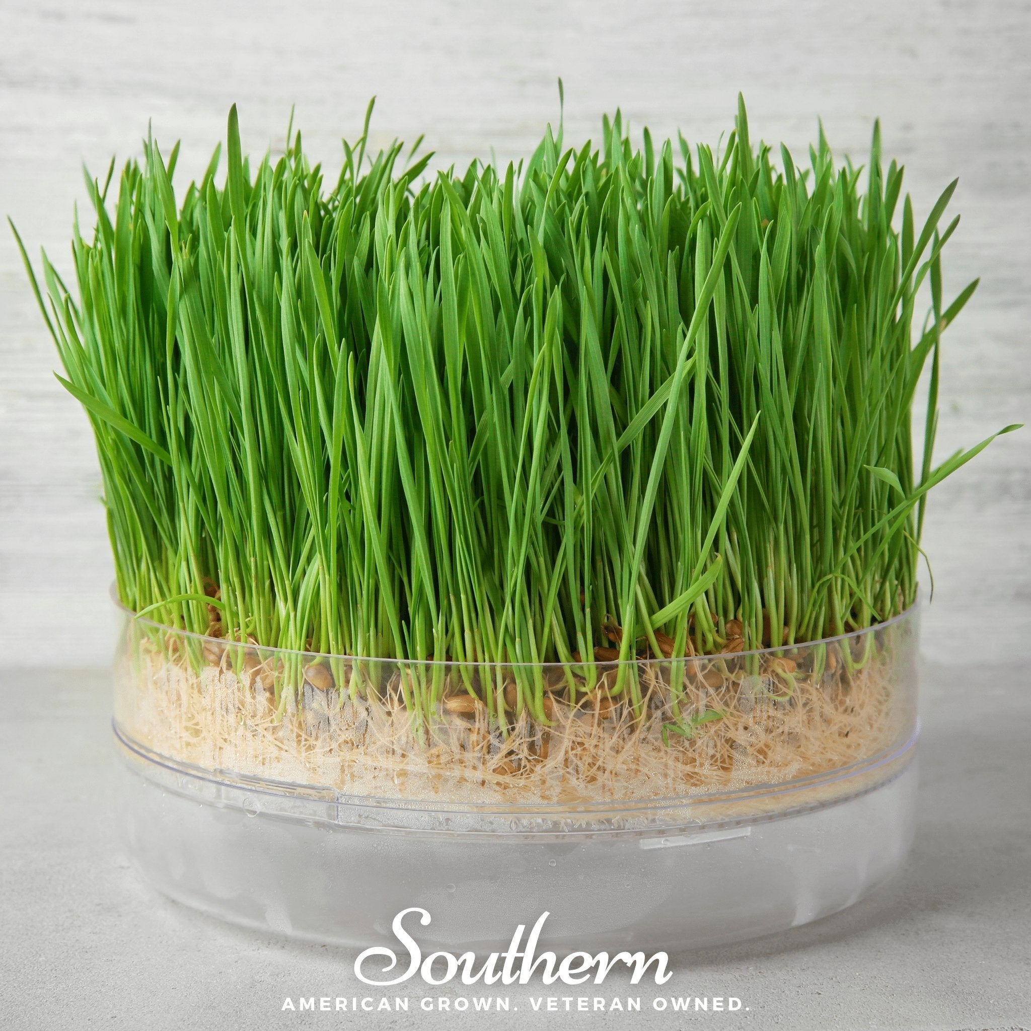 Hard Red Winter Wheat Sprout – 200 Seeds