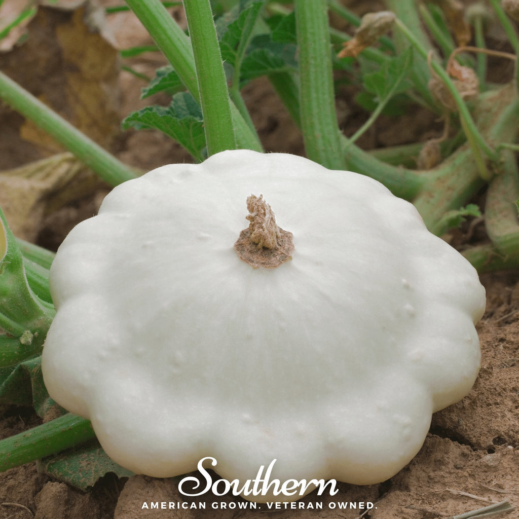 Bennings Green Tint Scallop Summer Squash – 25 Seeds