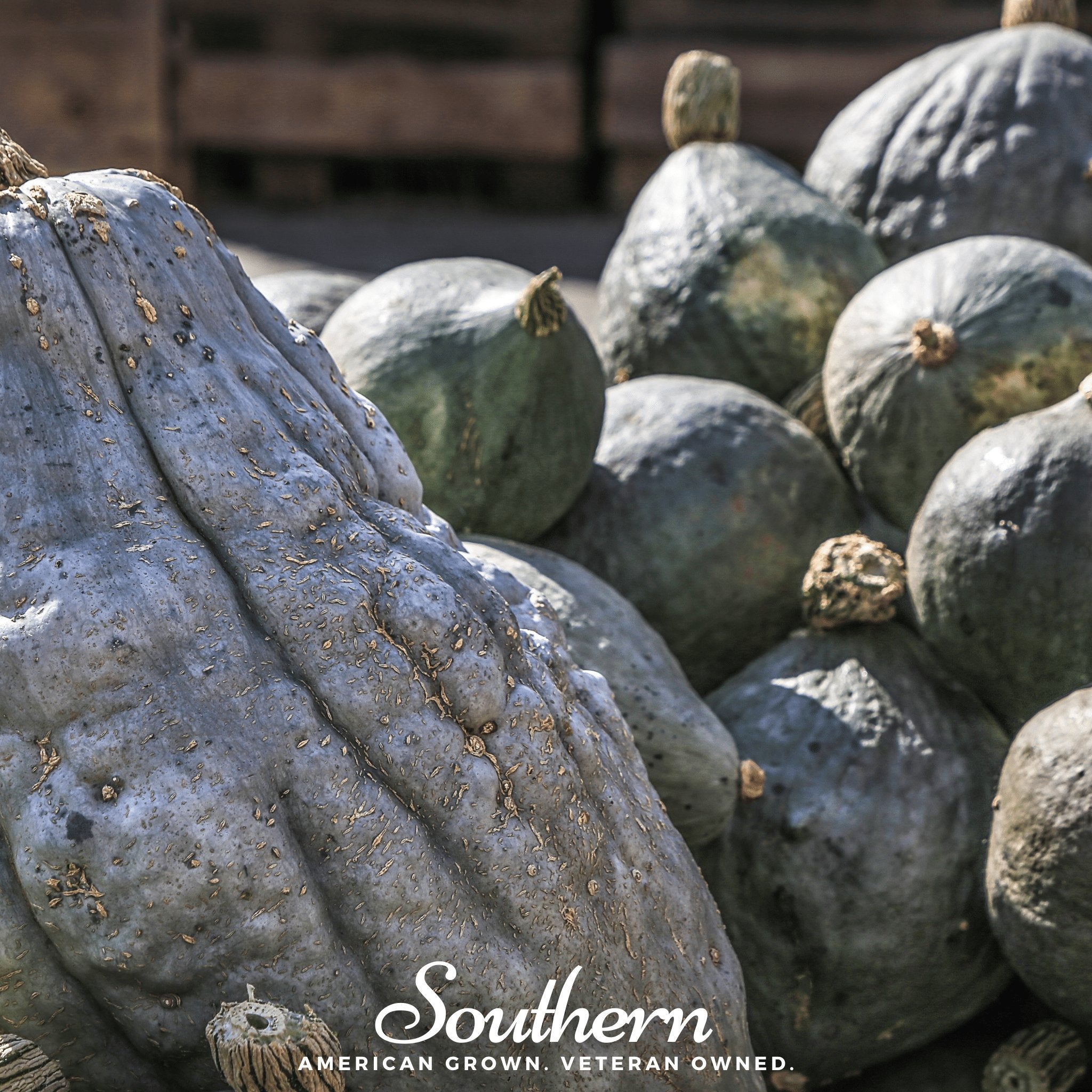 Blue Hubbard Winter Squash – 20 Seeds