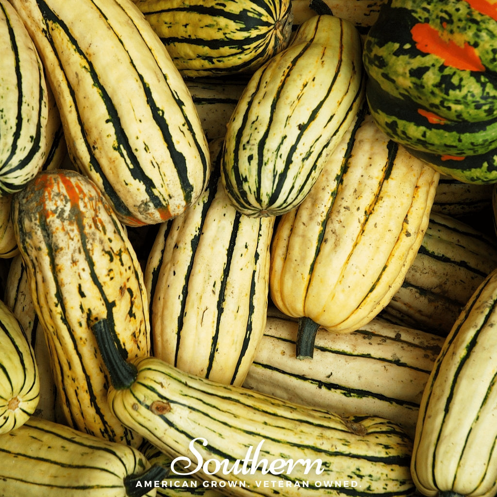 Delicata Squash – 20 Seeds