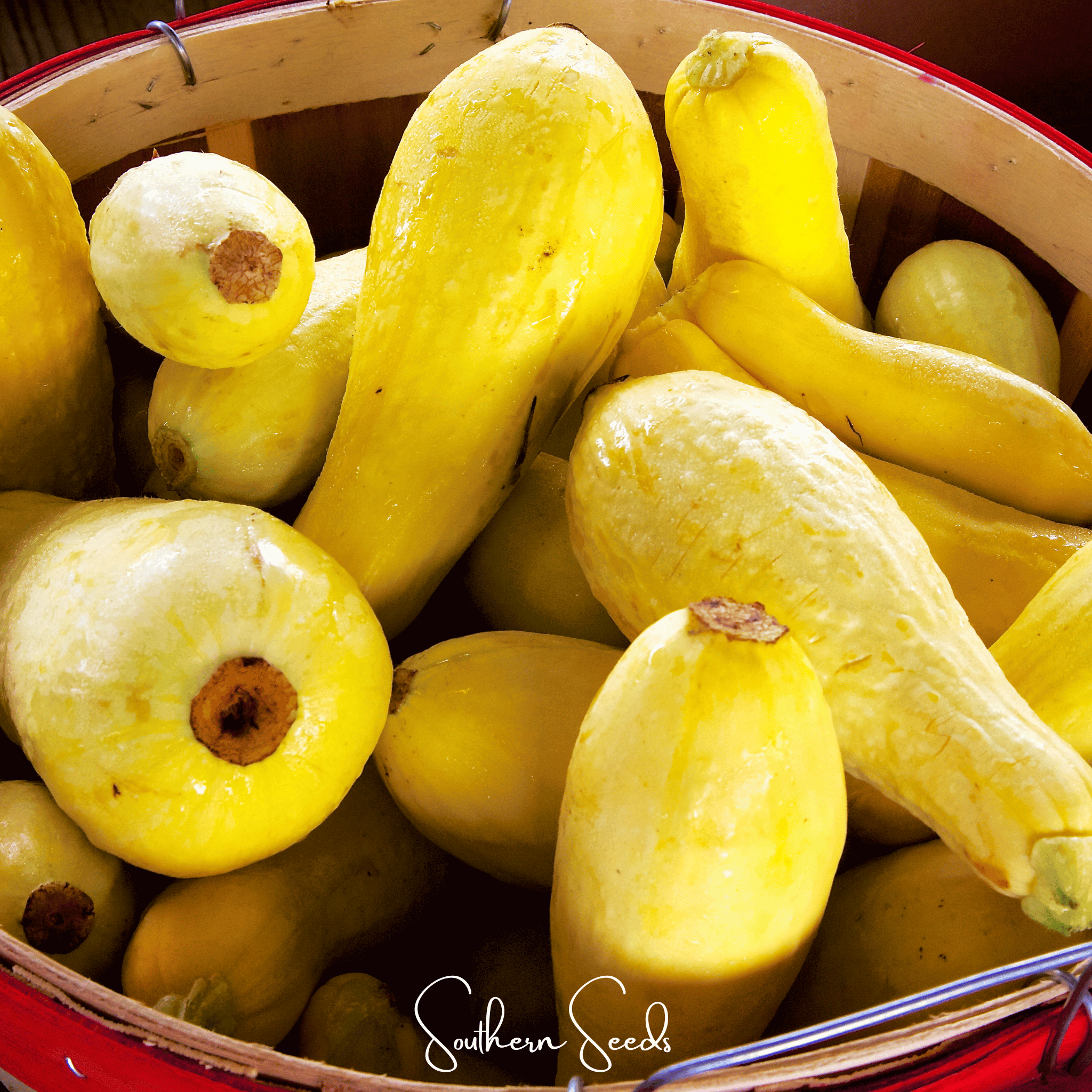 Early Prolific Straightneck Squash – 50 Seeds