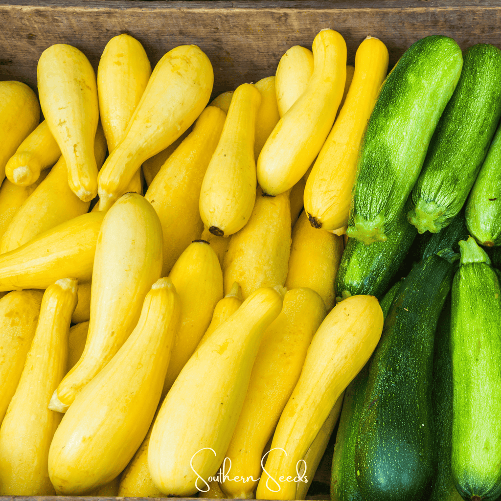 Early Prolific Straightneck Squash – 50 Seeds