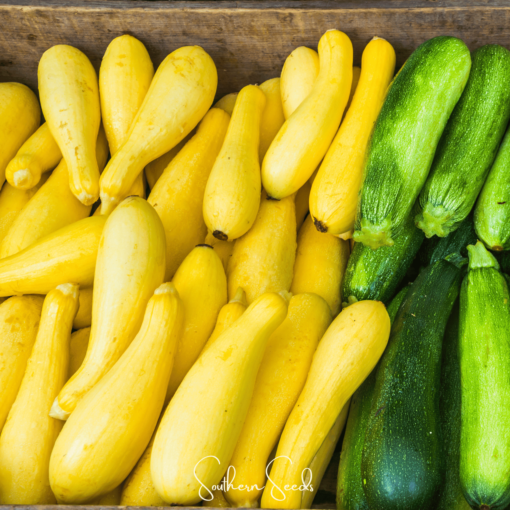 Early Prolific Straightneck Squash – 50 Seeds