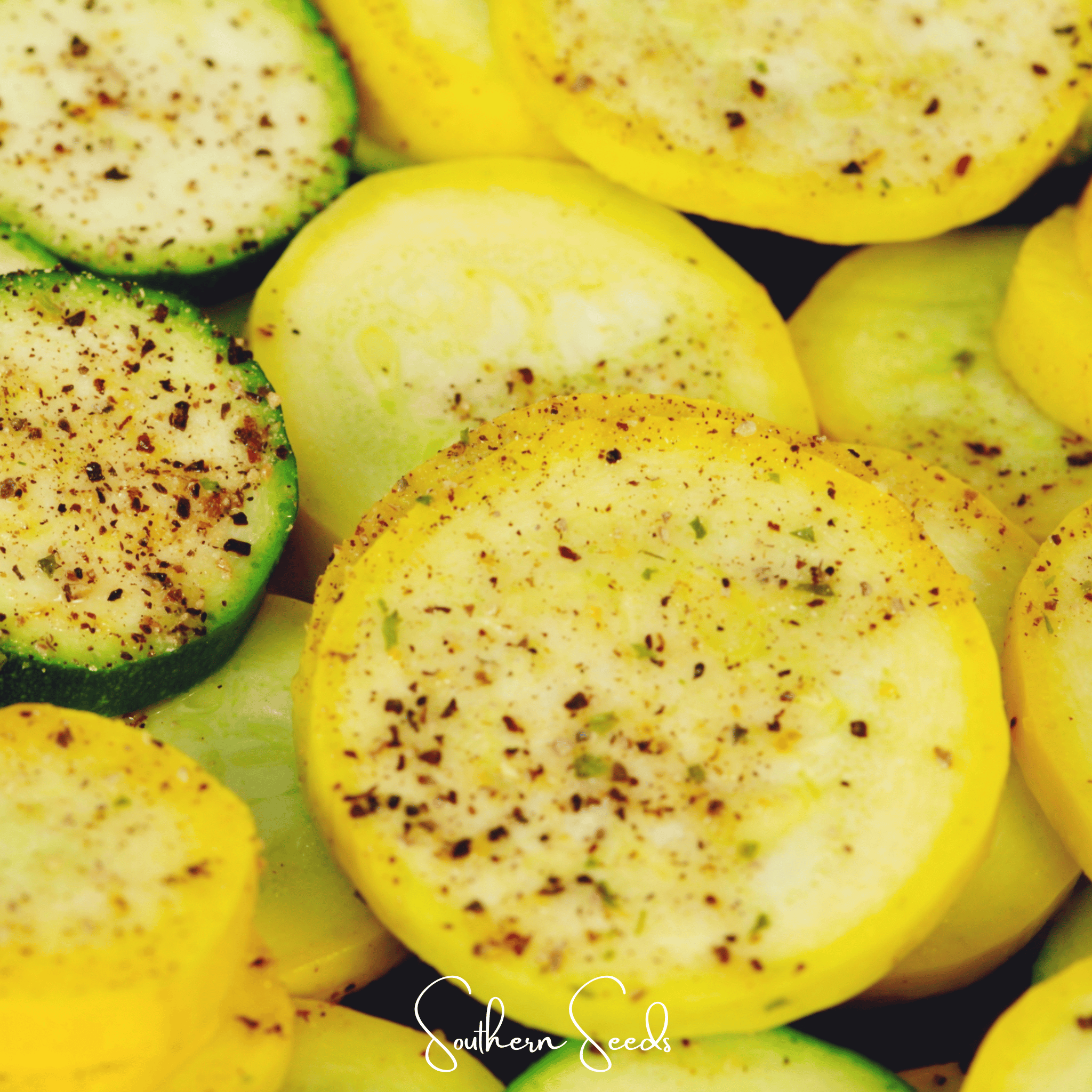 Early Prolific Straightneck Squash – 50 Seeds