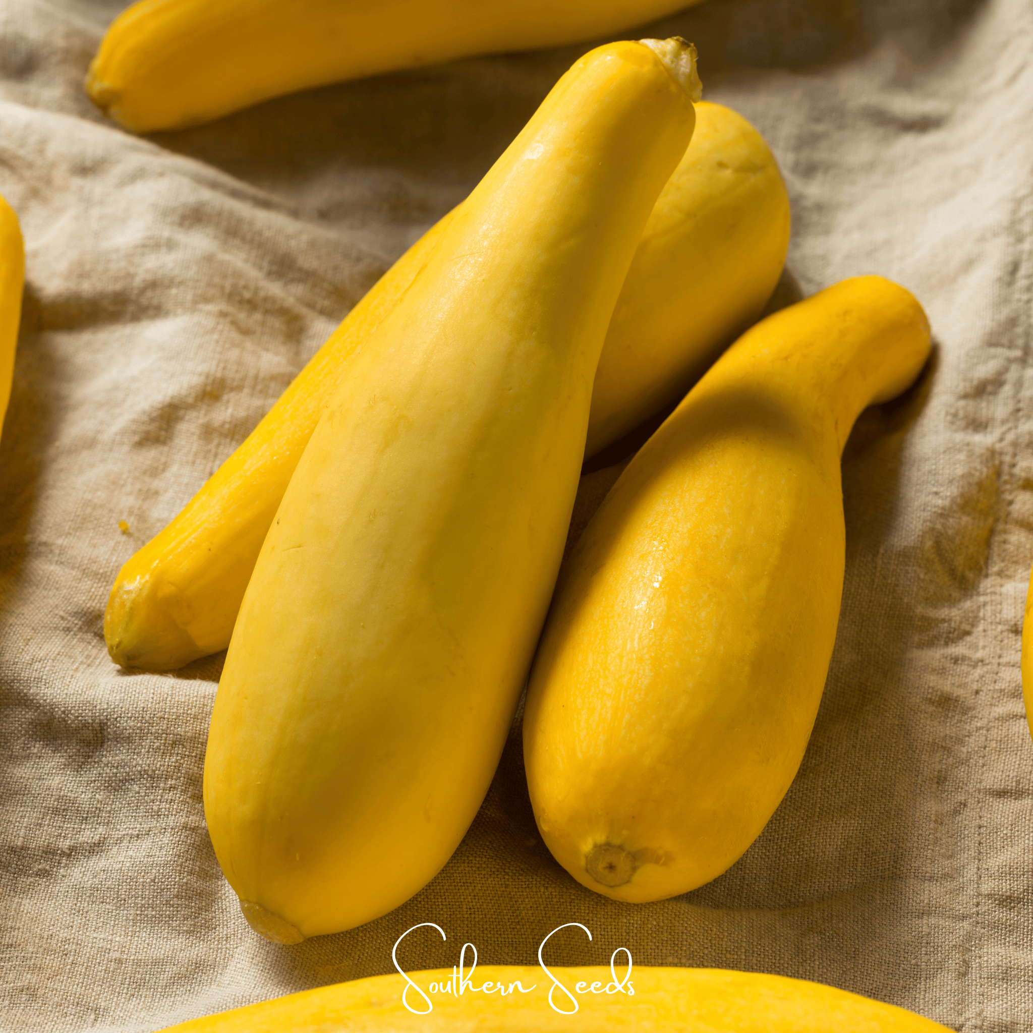 Early Prolific Straightneck Squash – 50 Seeds