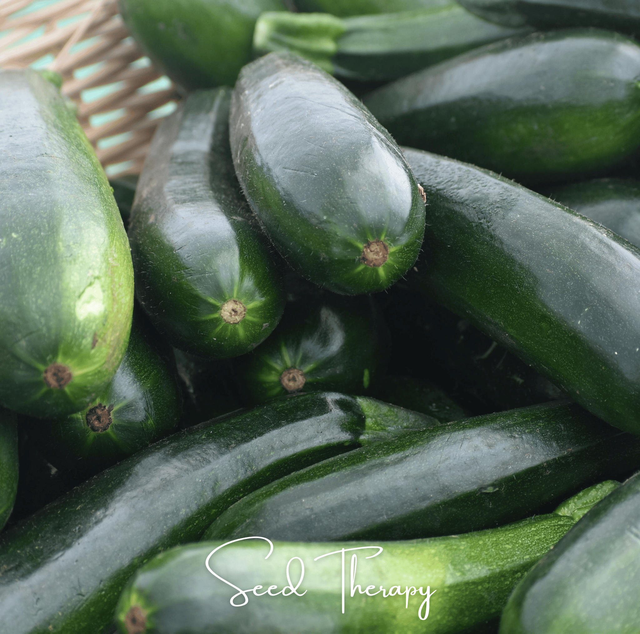Black Beauty Summer Zucchini Squash – 25 Seeds