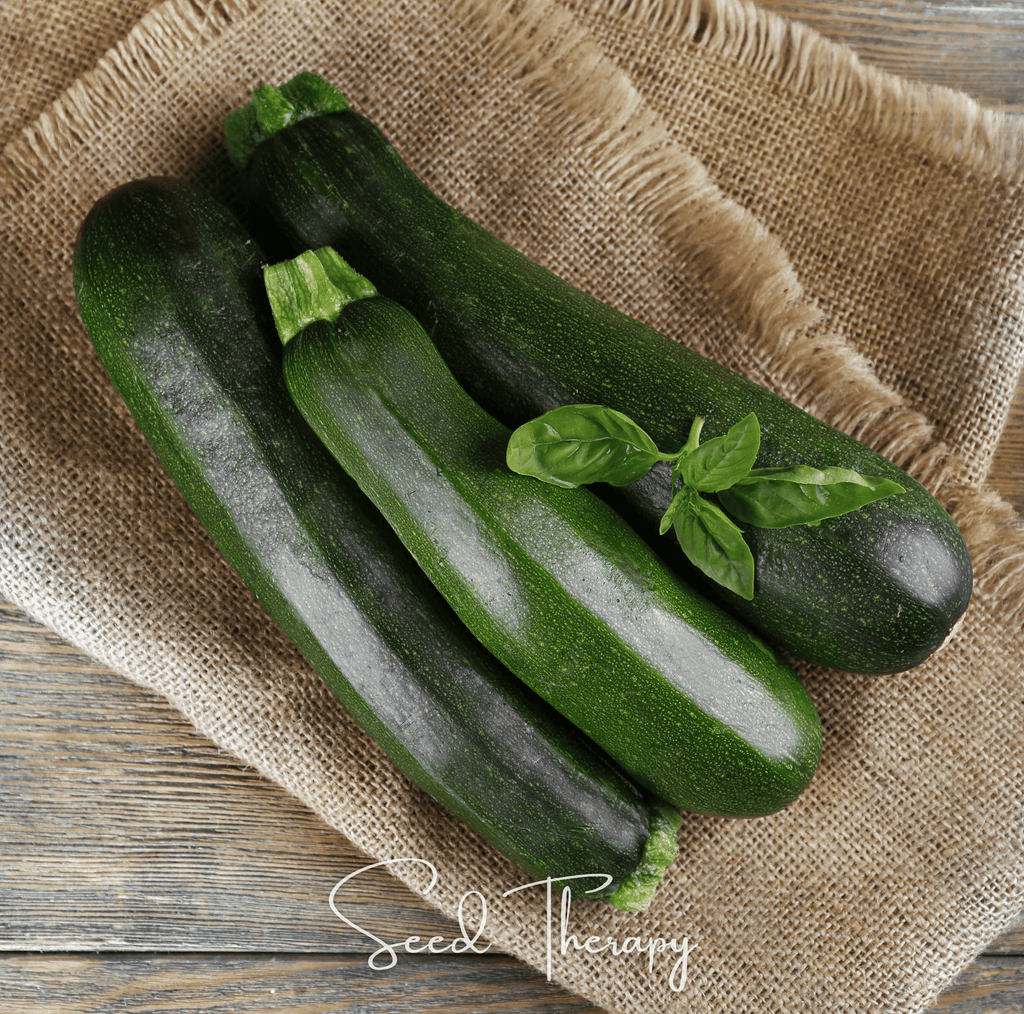 Dark Green Zucchini Summer Squash – 25 Seeds