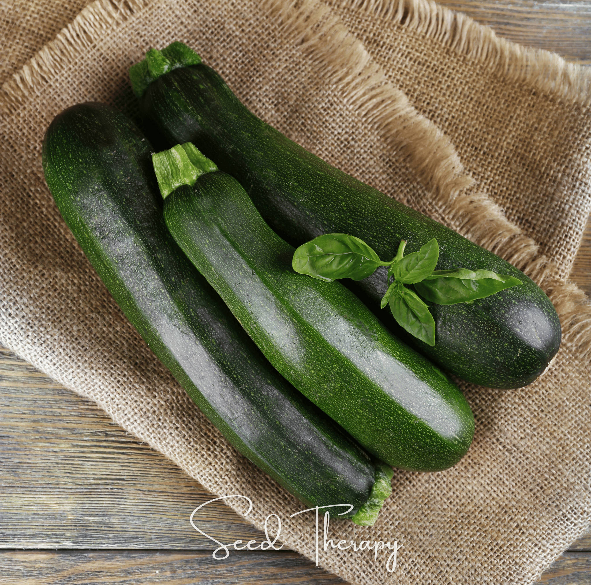 Dark Green Zucchini Summer Squash – 25 Seeds