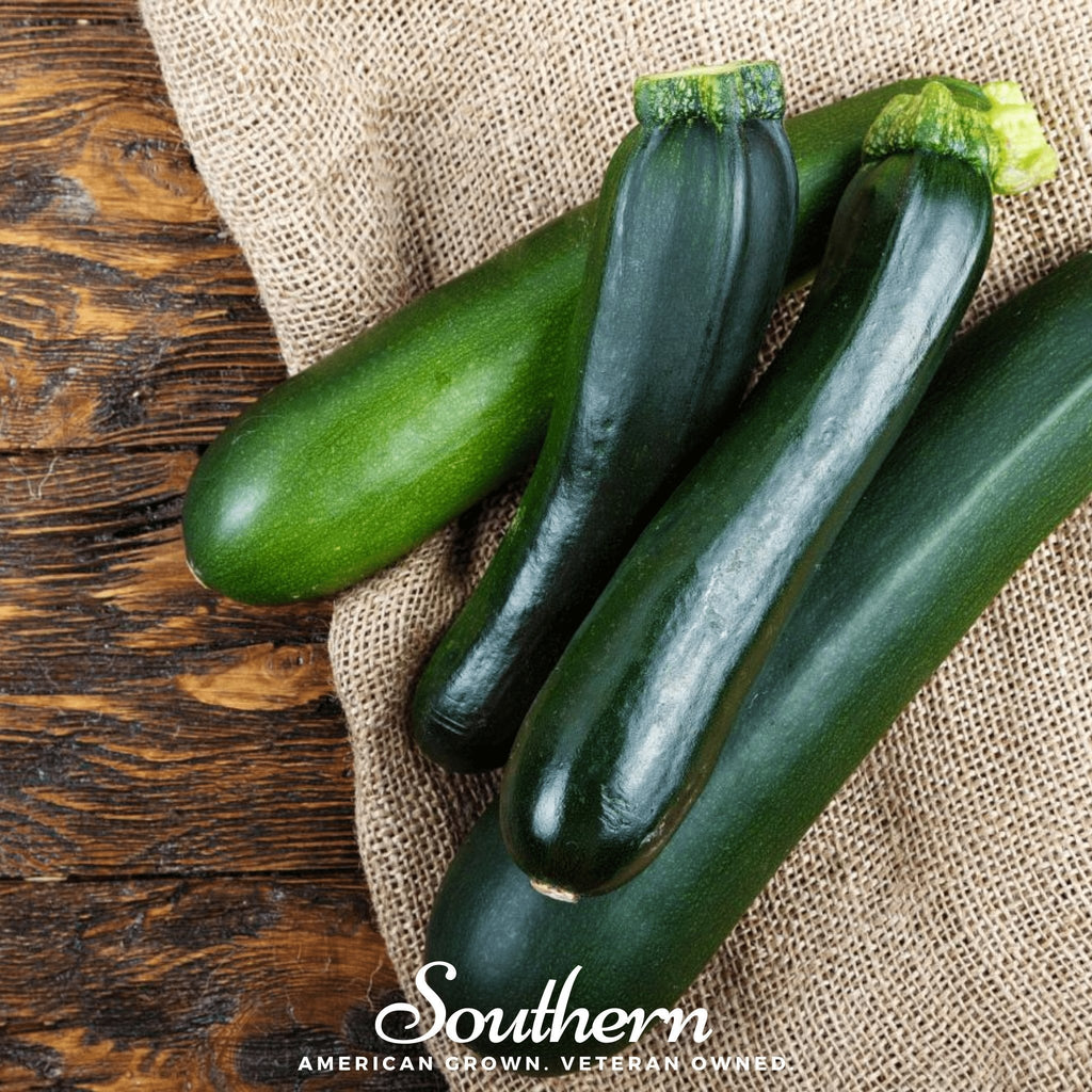 Dark Green Zucchini Summer Squash – 25 Seeds
