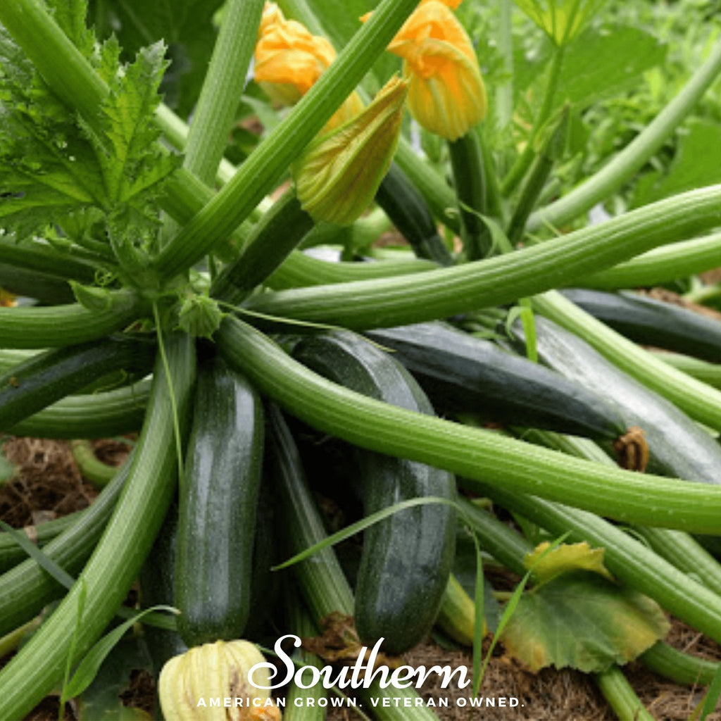 Dark Green Zucchini Summer Squash – 25 Seeds