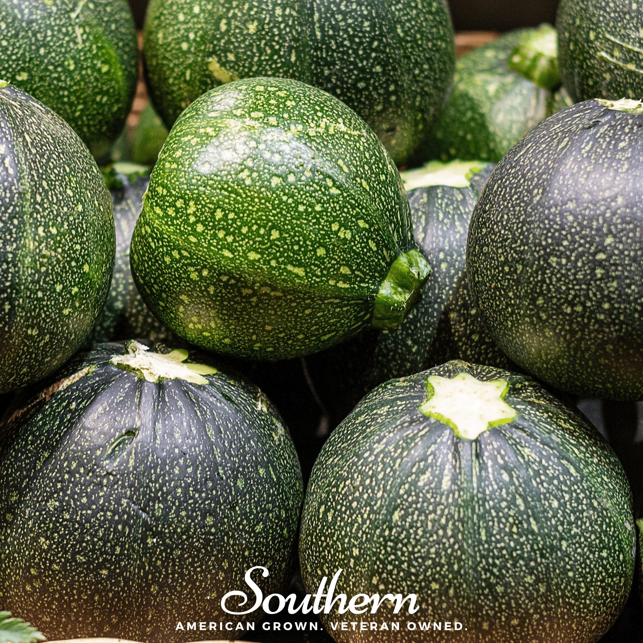 Zucchini Round Summer Squash – 25 Seeds
