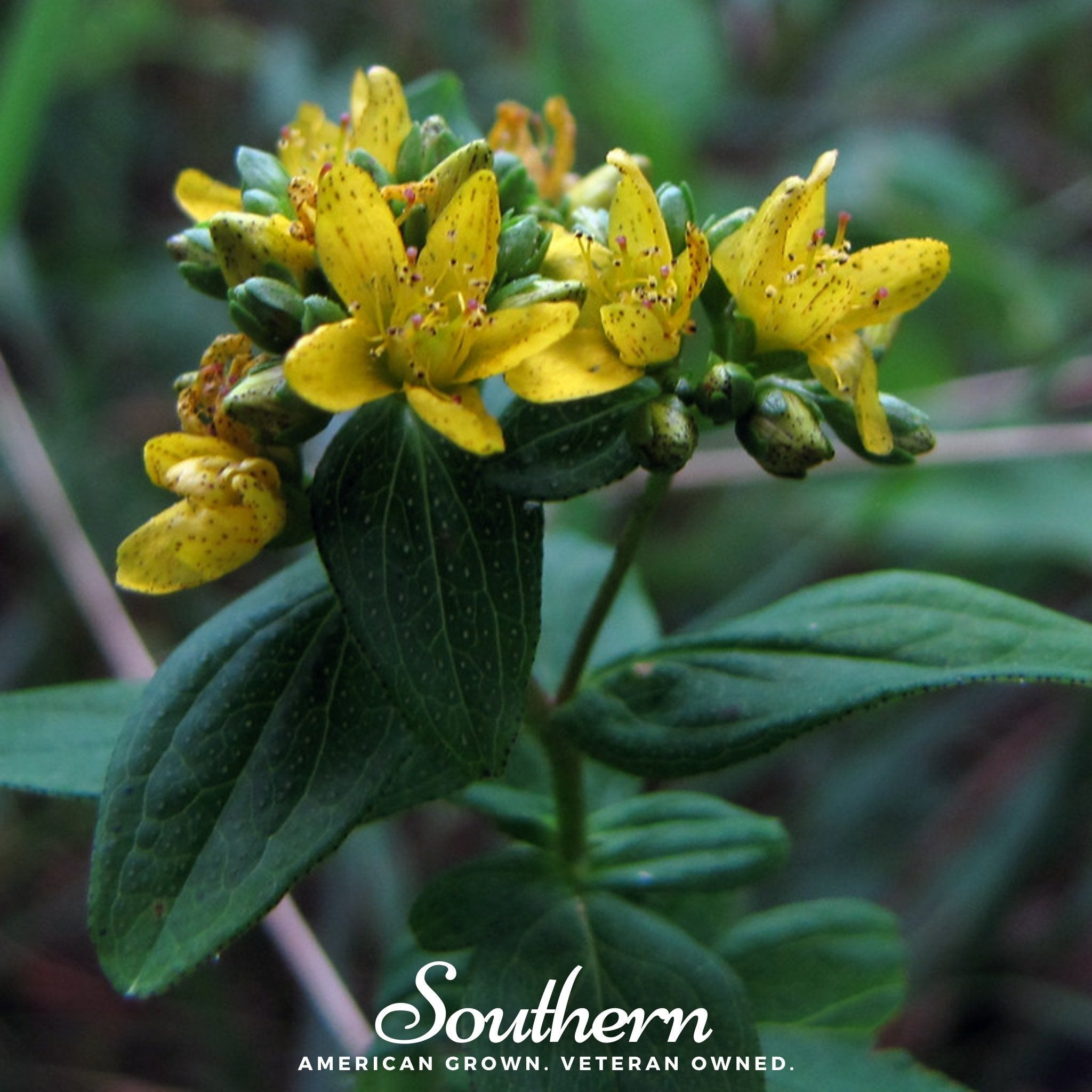 Dotted St. John’s Wort – 100 Seeds