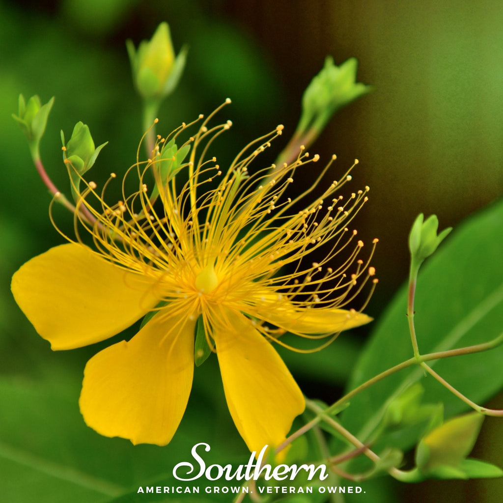 Greater St. John’s Wort – 100 Seeds
