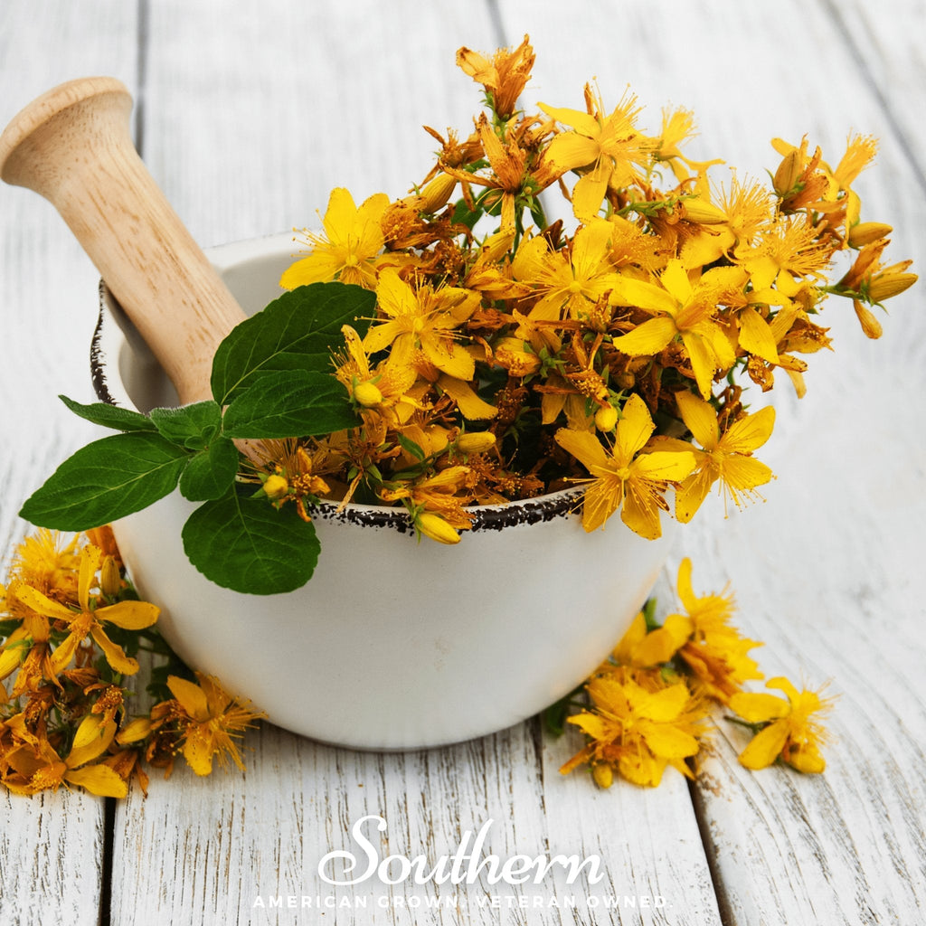 St. John’s Wort – 100 Seeds