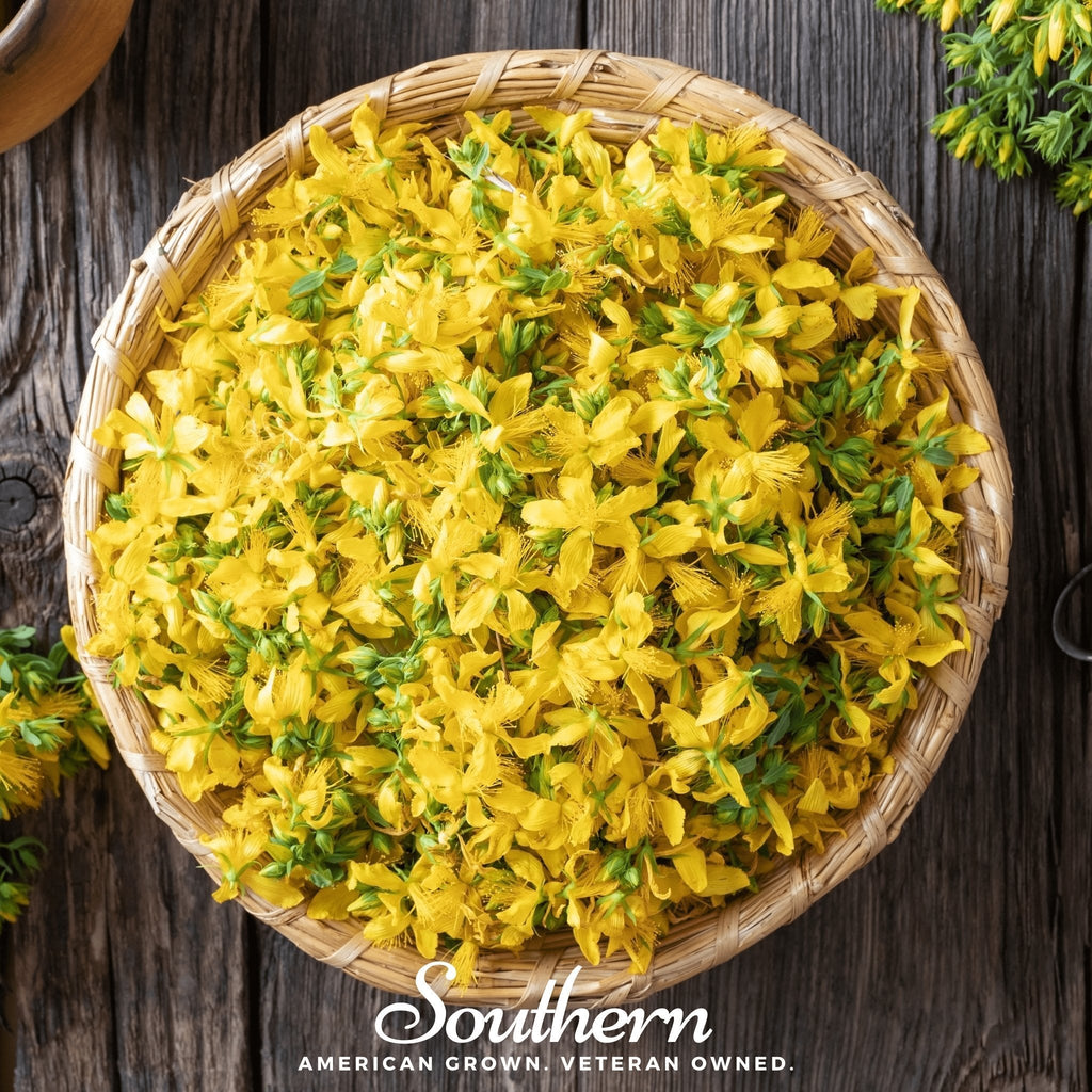 St. John’s Wort – 100 Seeds