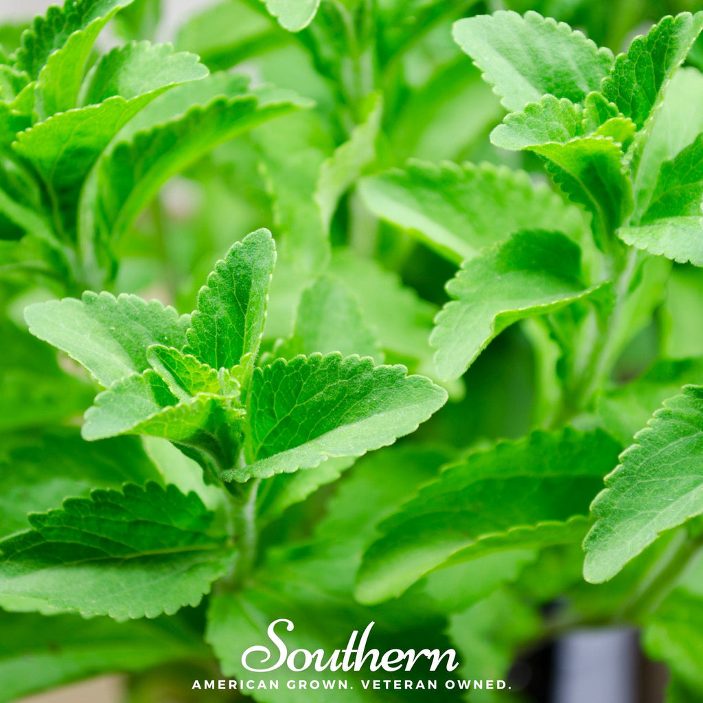 Stevia – 50 Seeds
