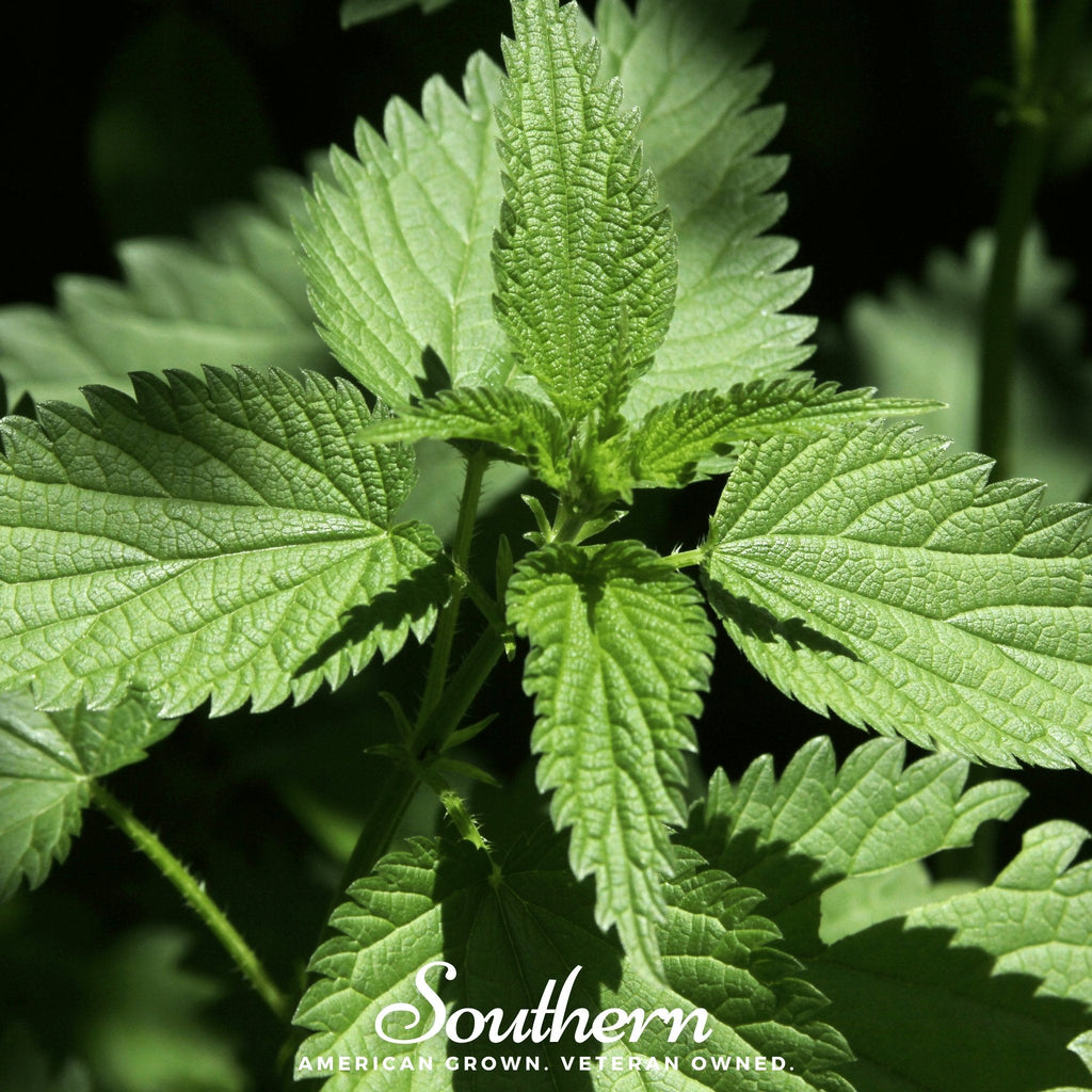 Stinging Nettle – 100 Seeds