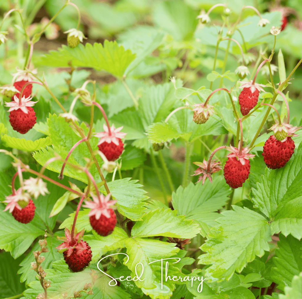 Wild Red Strawberry – 200 Seeds