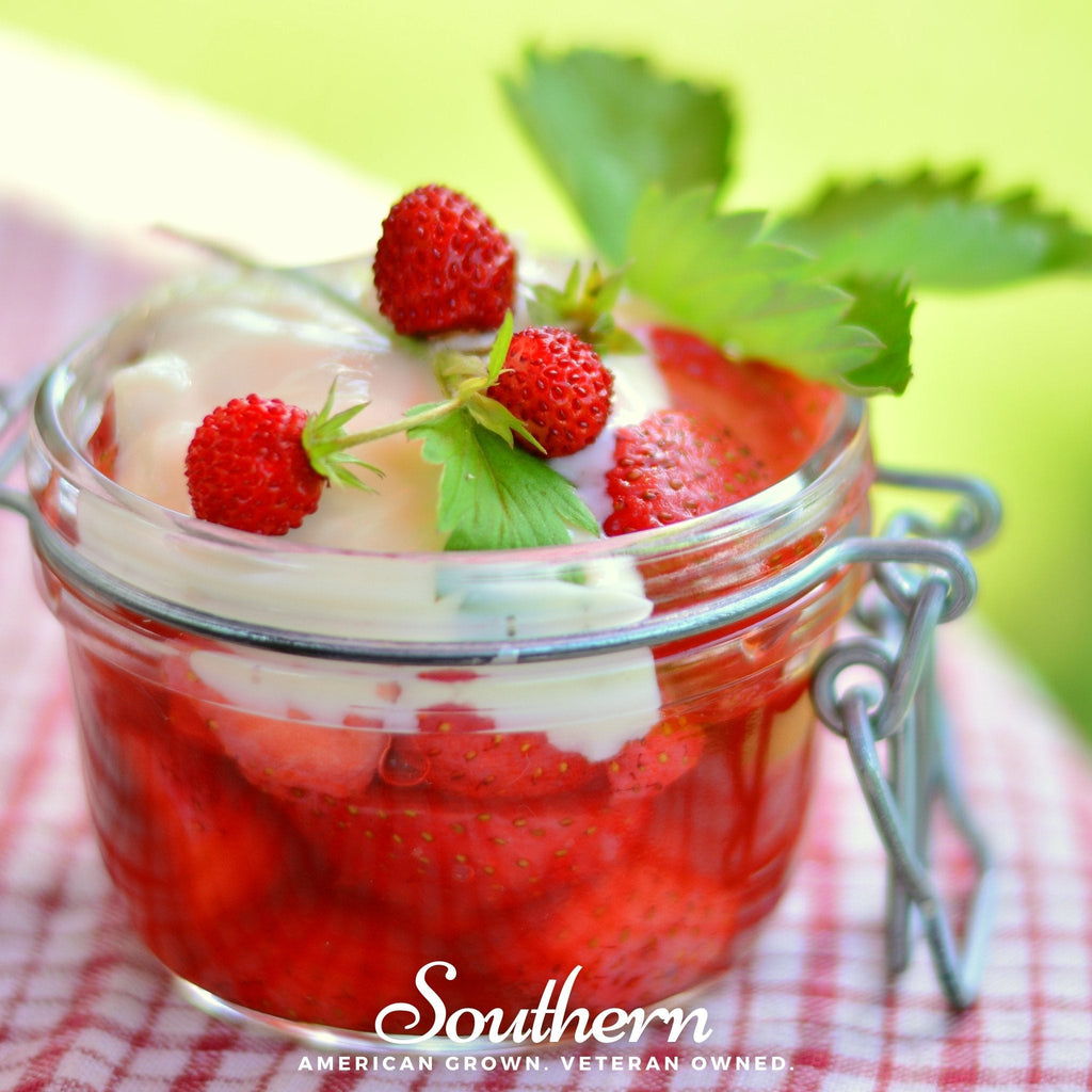 Wild Red Strawberry – 200 Seeds