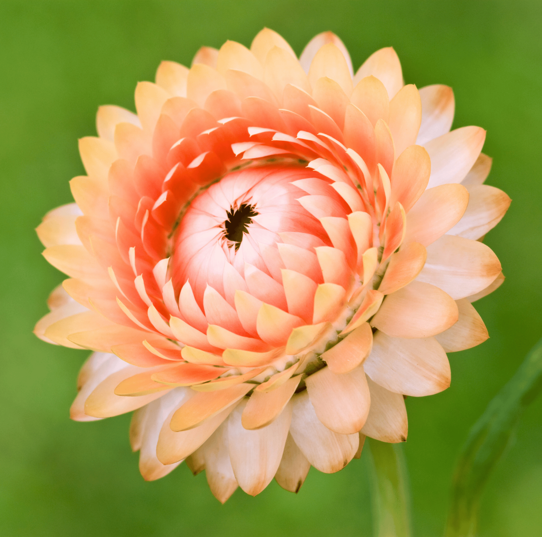 Apricot Peach Strawflower – 25 Seeds