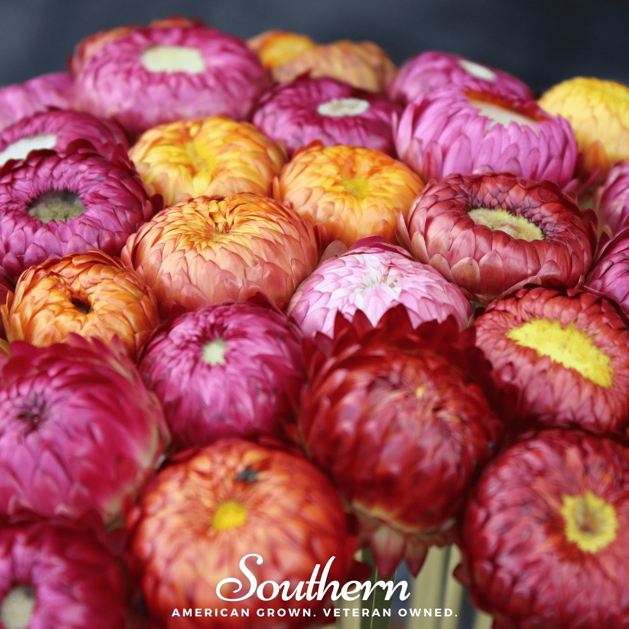 Strawflower Mix – 200 Seeds