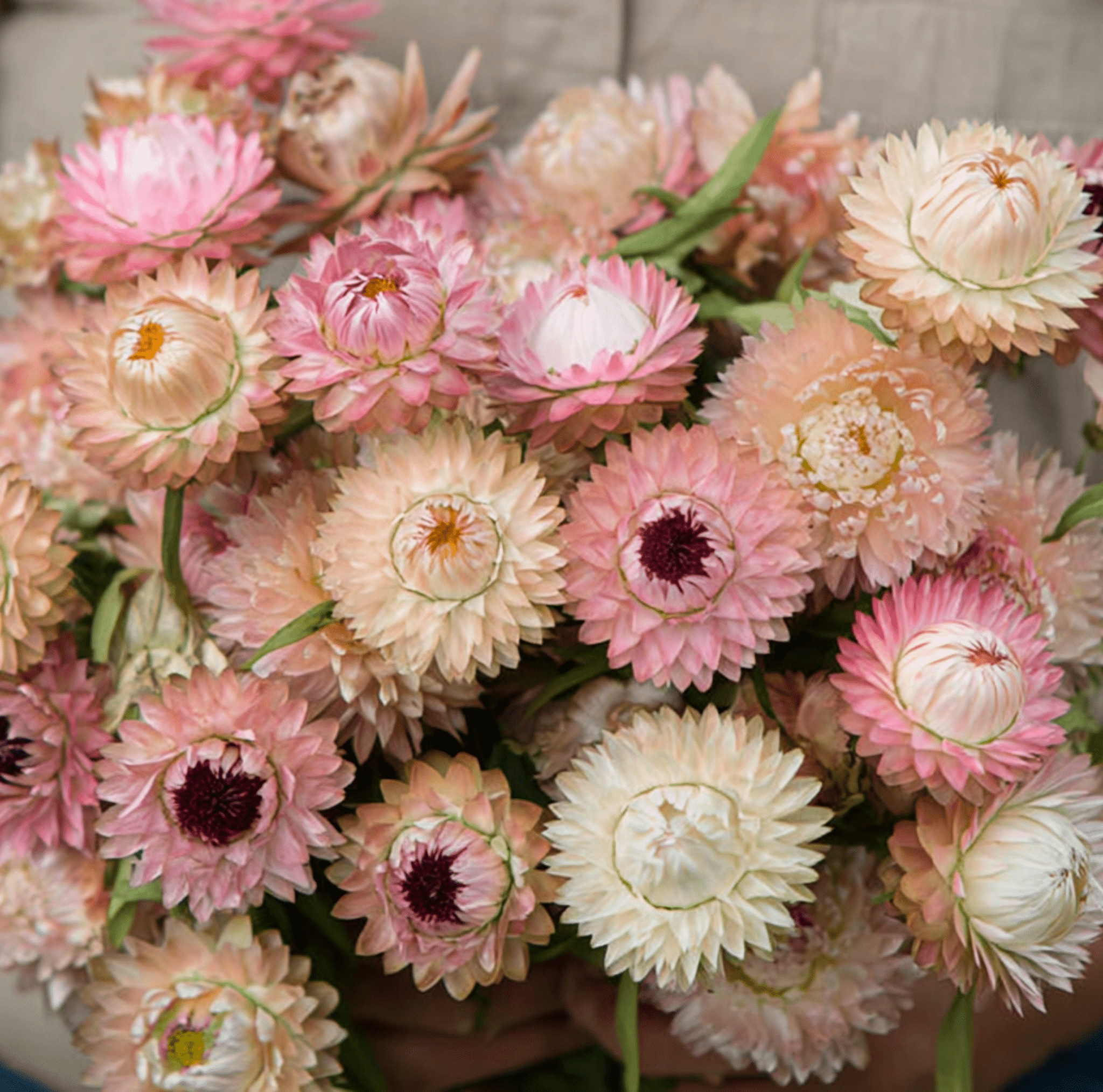Silver Rose Strawflower – 25 Seeds