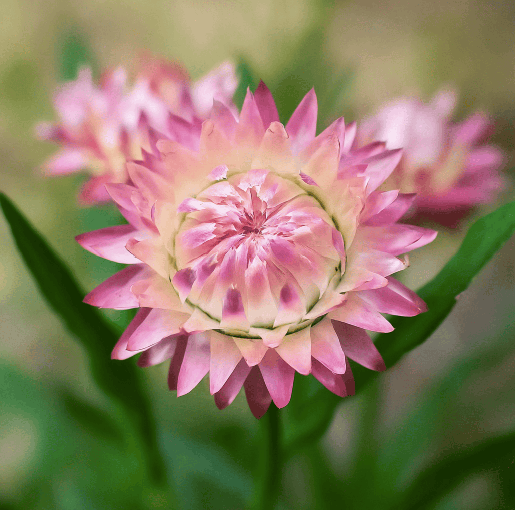 Silver Rose Strawflower – 25 Seeds