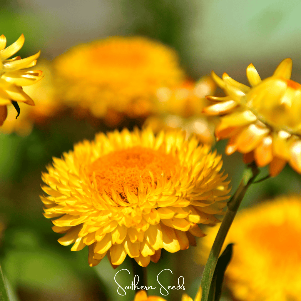 Yellow Strawflower – 100 Seeds