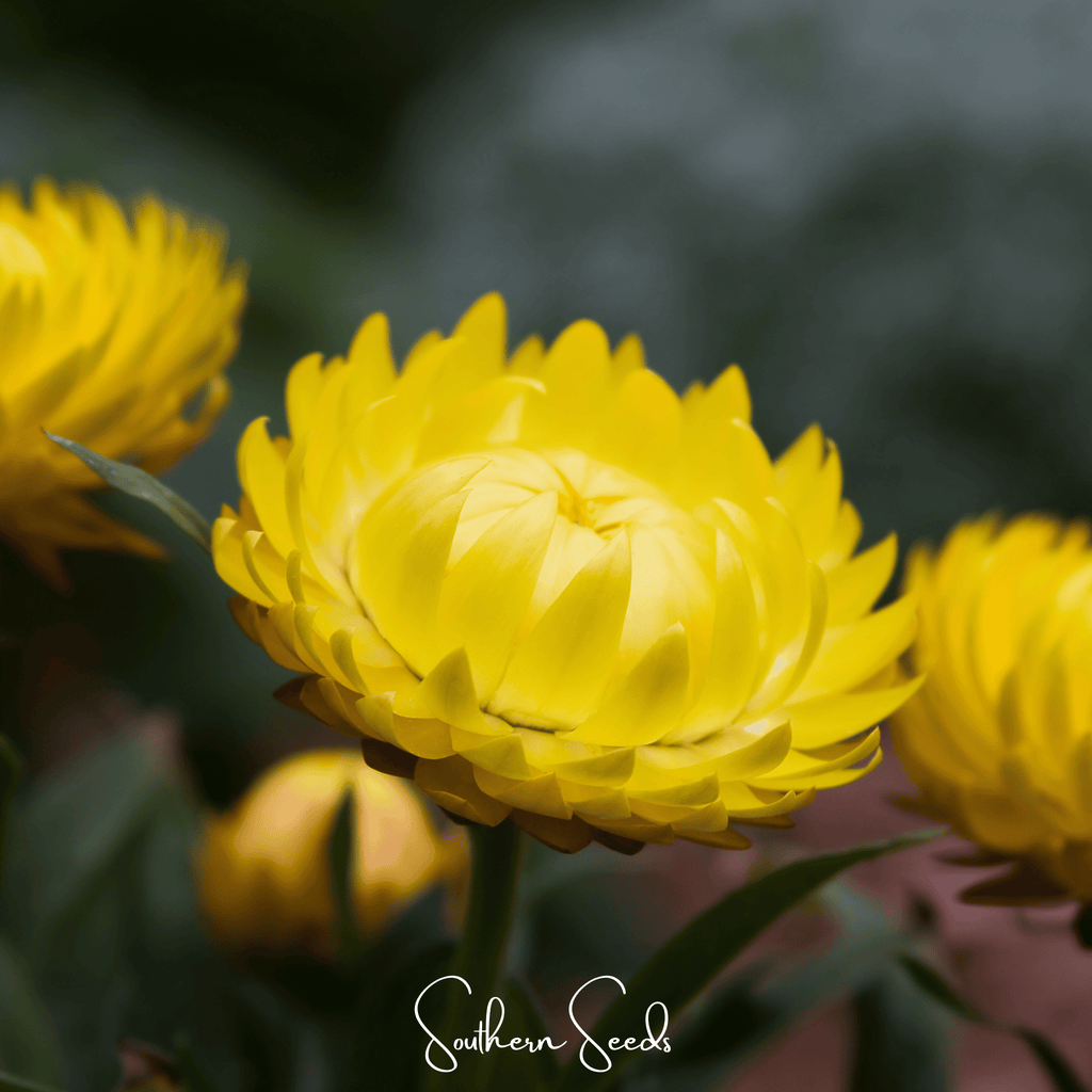 Yellow Strawflower – 100 Seeds