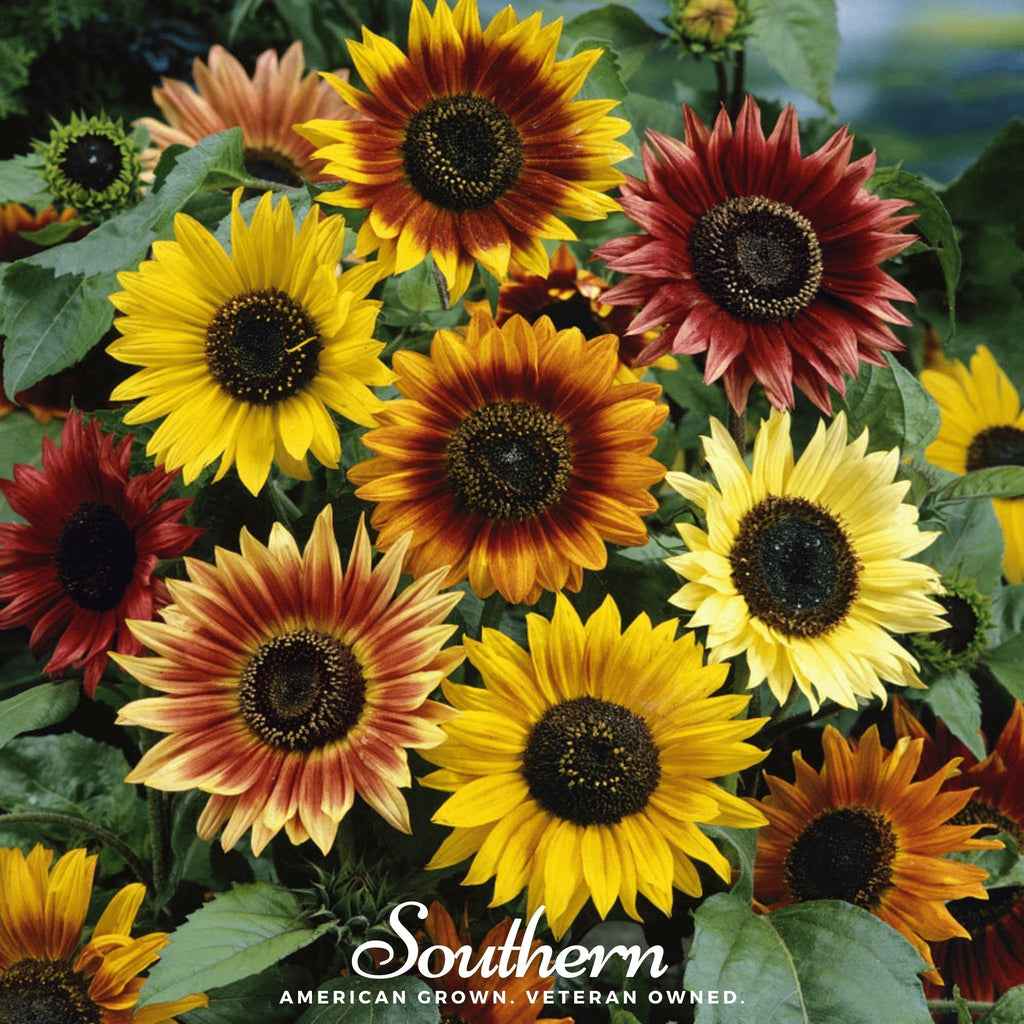 Autumn Beauty Sunflower – 25 Seeds