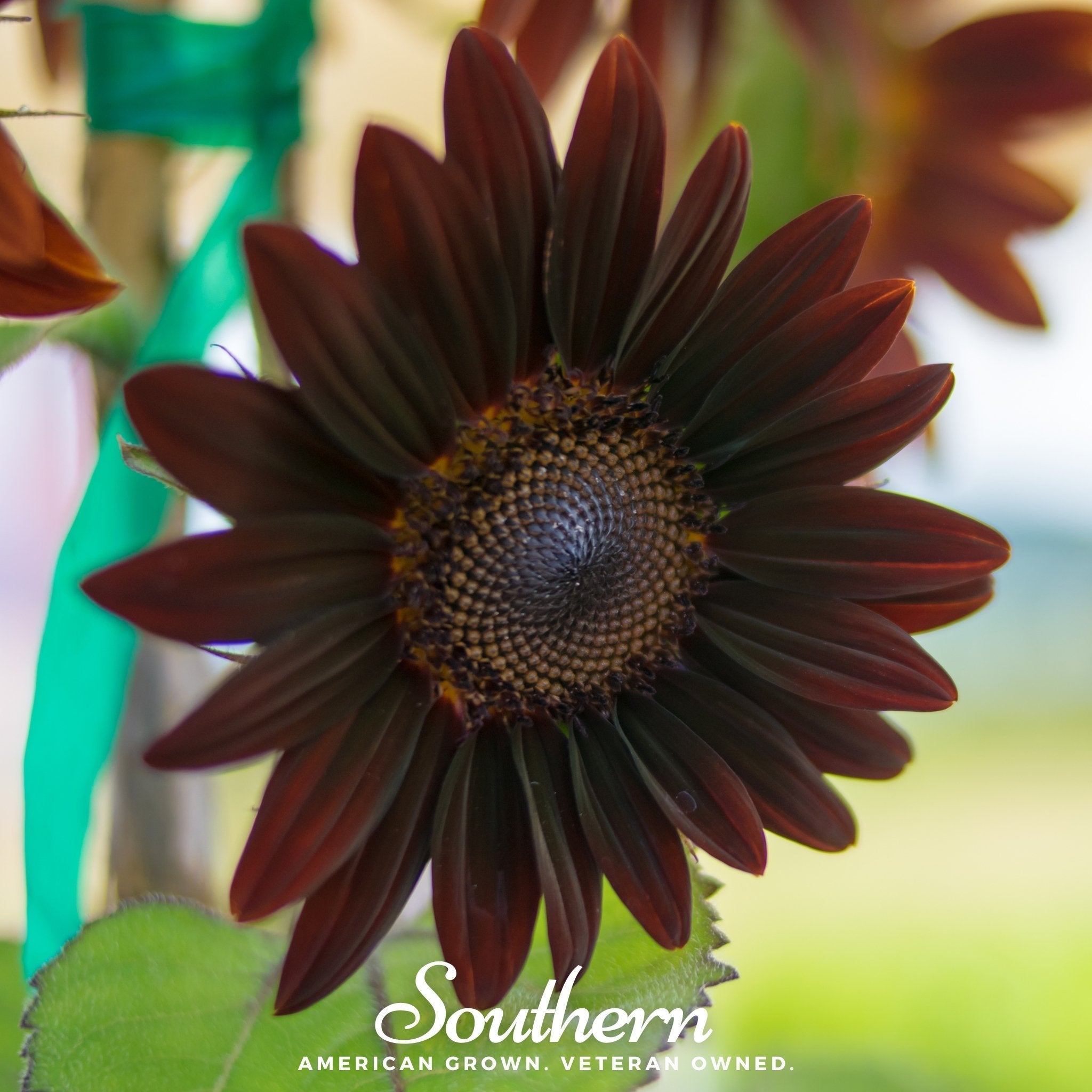 Chocolate Sunflower – 25 Seeds
