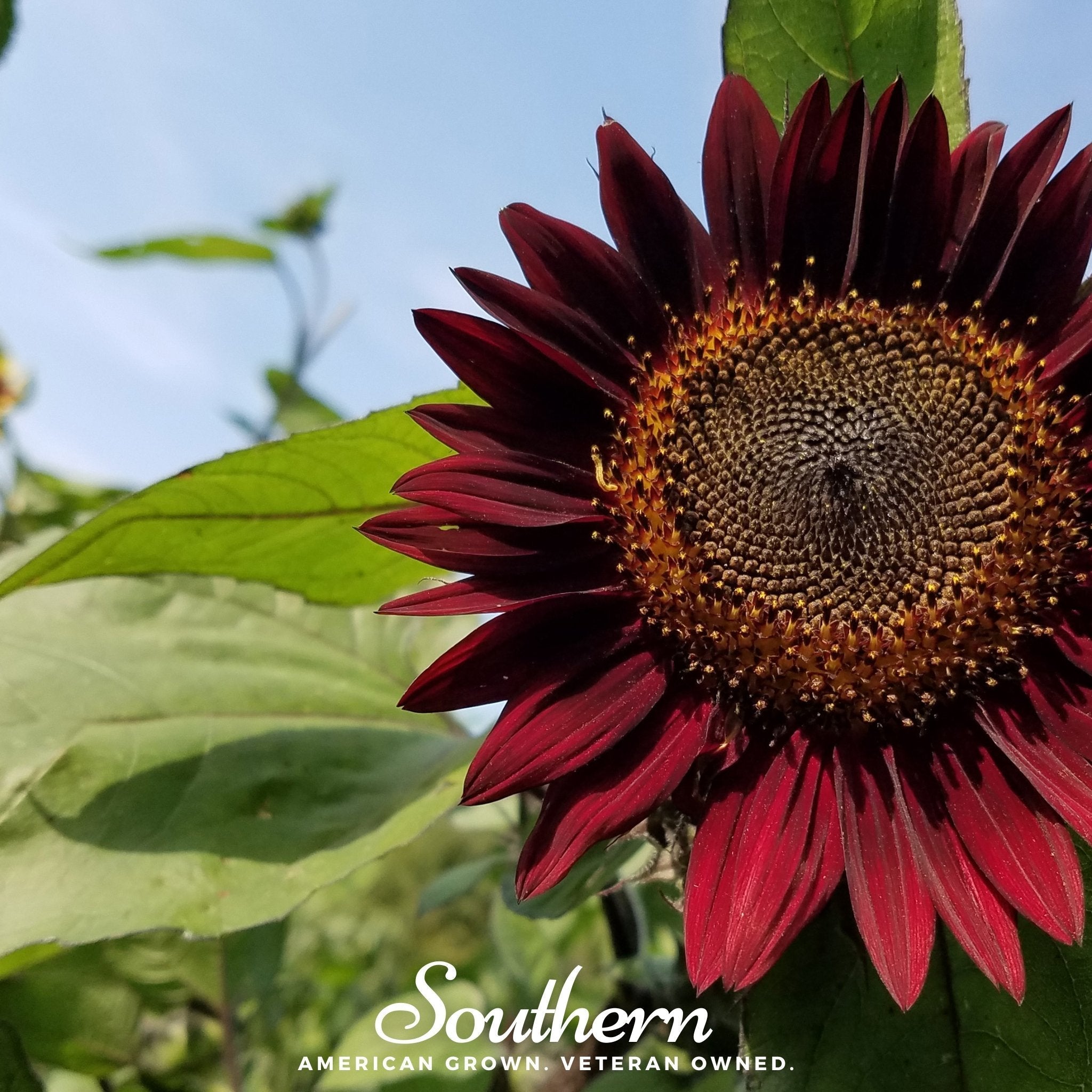 Chocolate Sunflower – 25 Seeds