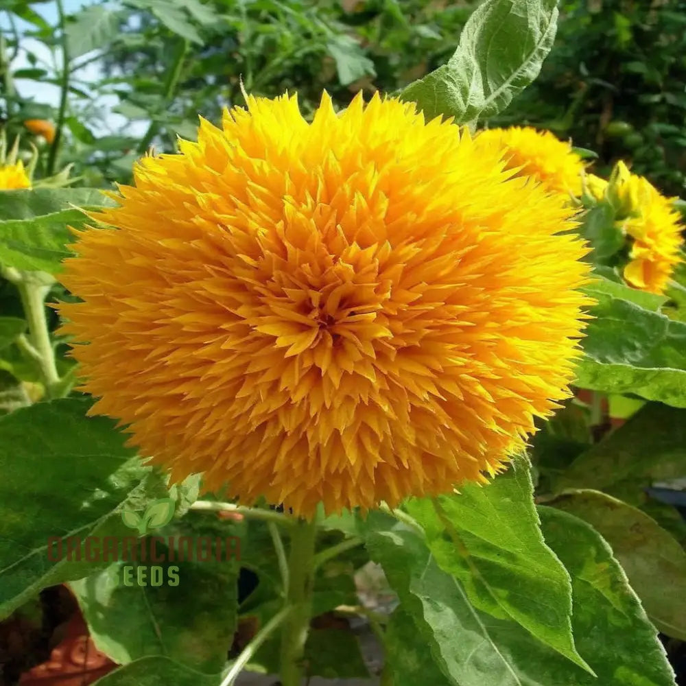Sunflower DBL Orange Flower Seeds, Double Bloom, Vibrant Color Perfect for Gardens