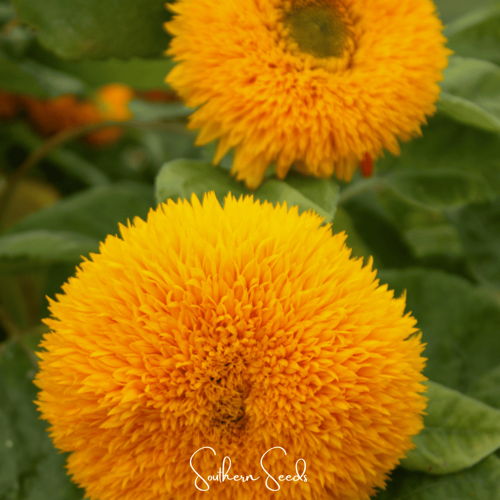 Giant Sungold Sunflower – 25 Seeds