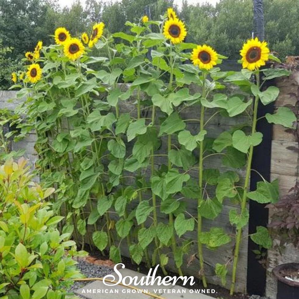 Mammoth Grey Stripe Sunflower – 25 Seeds