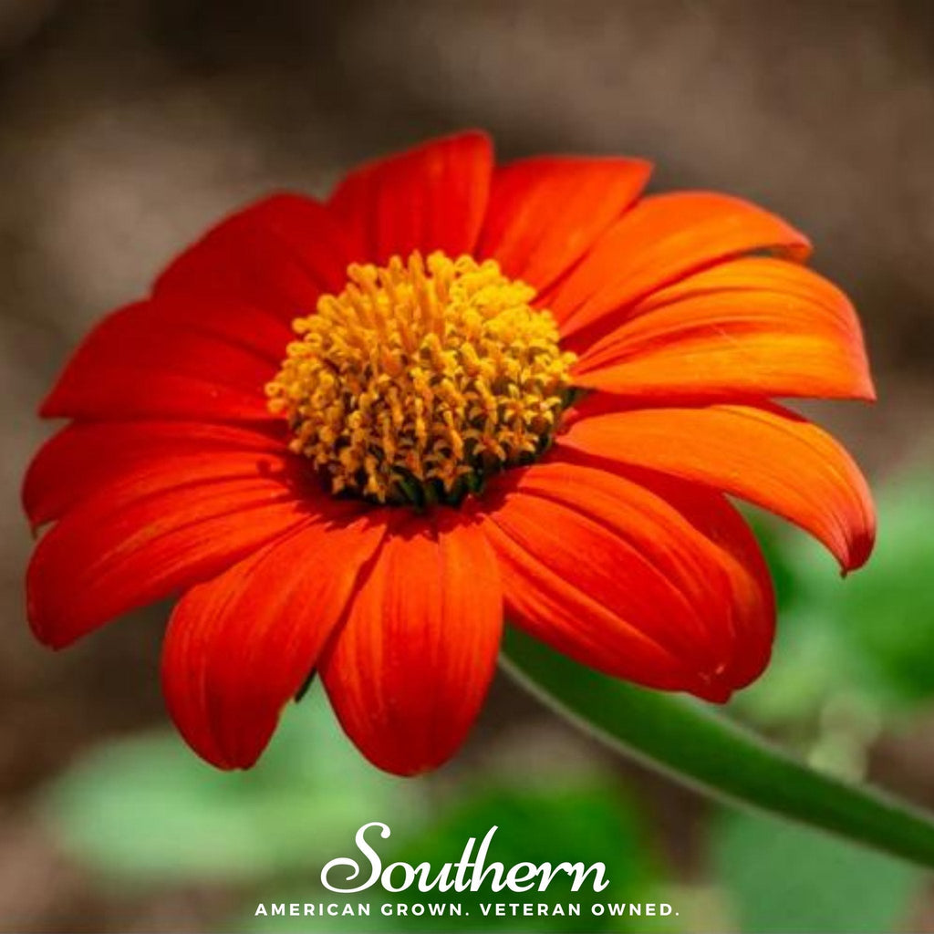 Mexican Sunflower – 50 Seeds