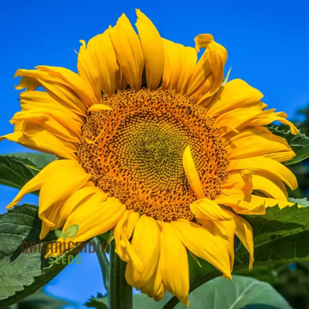 Sunflower Mongolian Giant Seeds - Grow Enormous and Majestic Mongolian Giant Sunflowers in Your Garden