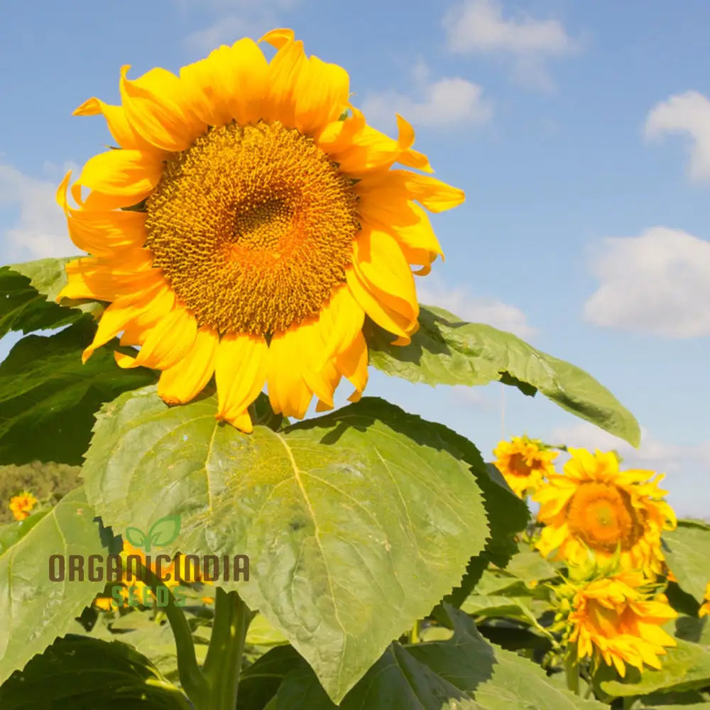 Sunflower Mongolian Giant Seeds - Grow Enormous and Majestic Mongolian Giant Sunflowers in Your Garden